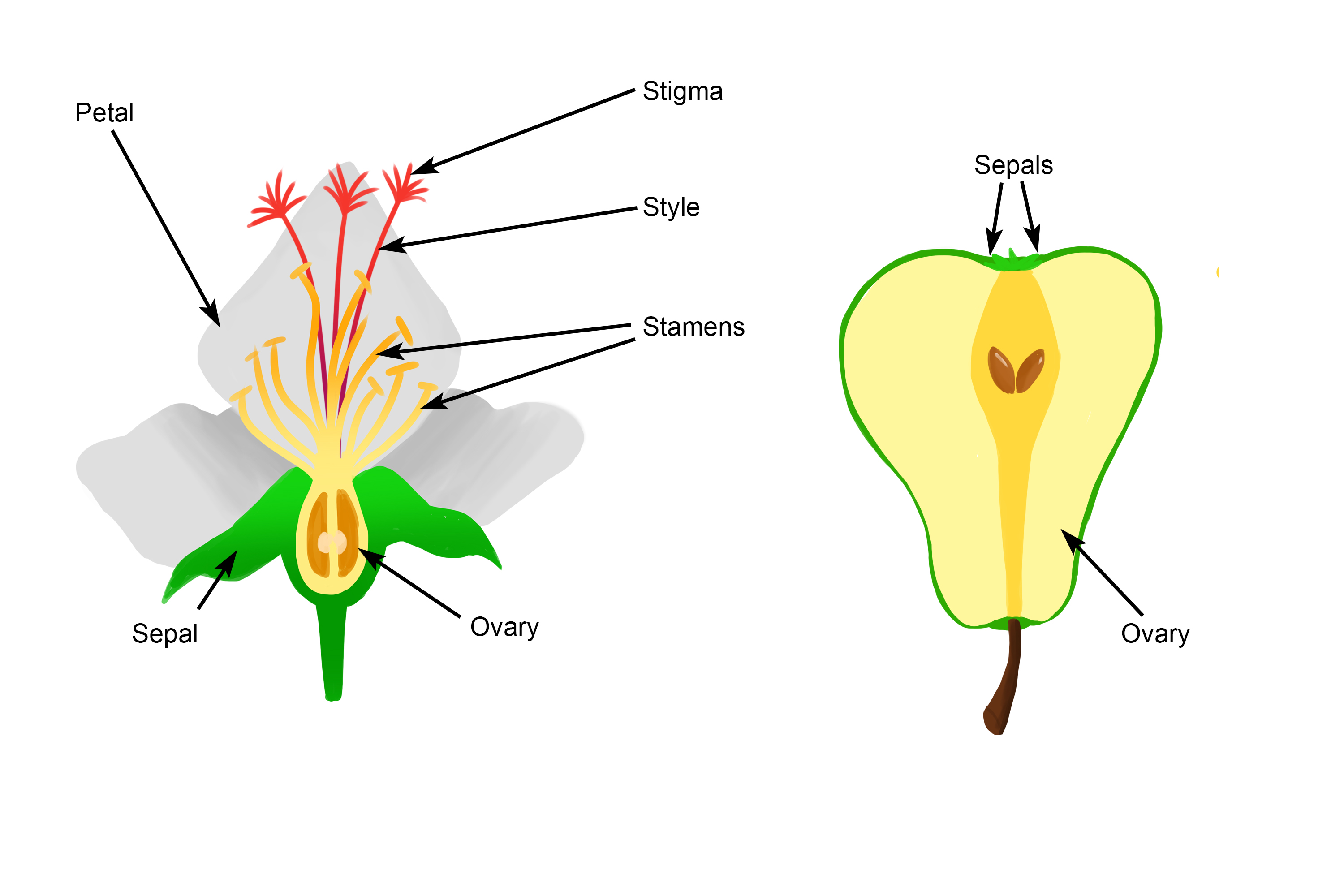An annotated before and after diagram of the ovary forming into fruit